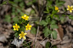 Creeping Buttercup
