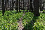 Virginia Bluebells