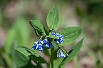 Virginia Bluebells