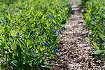 Virginial Bluebells