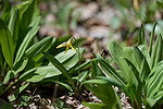 Trout Lily