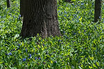 Virginia Bluebells