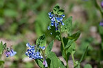 Virginia Bluebells