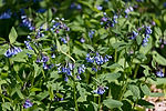 Virginia Bluebells