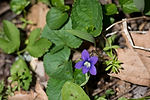 Violet