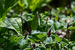 Toadshades (Sessile Trilliums)