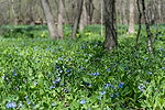 Virginia Bluebells