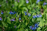 Virginia Bluebells