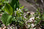 Cut-Leaved Toothwort
