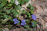 Violets