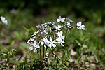 Woodland Phlox