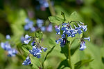 Virginia Bluebells
