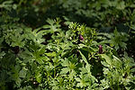 Toadshades (Sessile Trilliums)