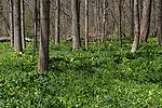 Virginia Bluebells