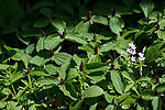 Toadshades (Sessile Trilliums) & Spring Beauties