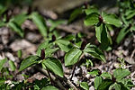 Toadshades (Sessile Trilliums)